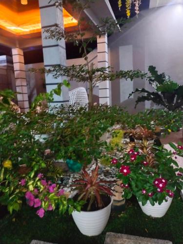 un gruppo di piante in vaso in una stanza di La Geiro Villa Labuan Bajo a Labuan Bajo