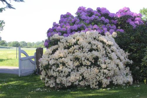 a large bush of purple and white flowers next to a bench at Ferienhaus direkt am Schmalensee in Schmalensee