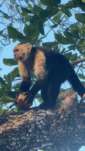 a monkey is standing on a tree branch at Deer House Cabuya in Cabuya