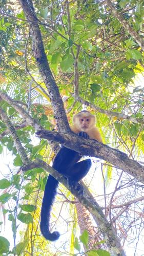 a monkey is sitting on a tree branch at Deer House Cabuya in Cabuya