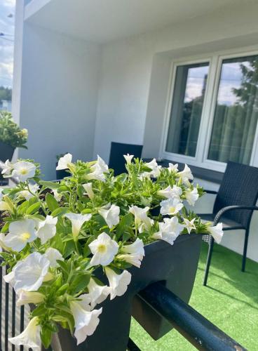 a planter filled with white flowers on a porch at DOBA RENT Wysockiego 104 in Białystok