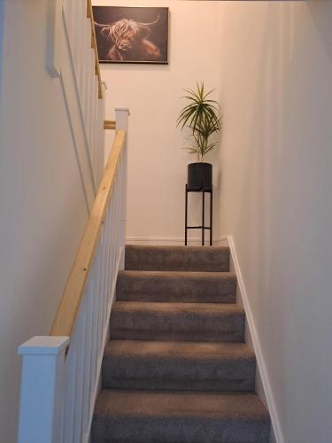 a stairway with a potted plant on the wall at Cozy bedroom in Lucan, Dublin in Dublin