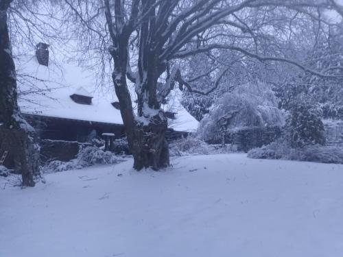 a tree in the snow next to a house at Au vieux nid, circuit de spa Francorchamps in Stavelot