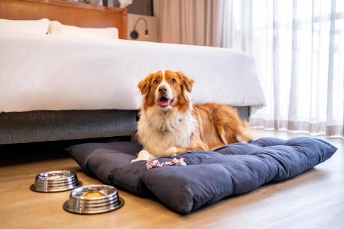 a dog laying on a blue dog bed on the floor at Grand Mercure SP Itaim Bibi in São Paulo