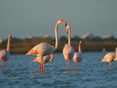 Photo de la galerie de l'établissement Appartement 2 pièces avec terrasse, parking privé, proche mer et commerces - FR-1-307-57, au Grau-du-Roi