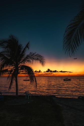 a palm tree on the beach with a sunset at Hotel El Pirata Morgan in Providencia