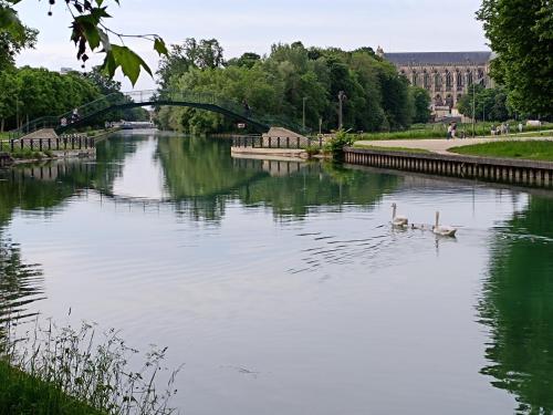 twee zwanen zwemmen in een rivier in een park bij proche gare et centre-ville, parking gratuit et facile, wifi in Châlons-en-Champagne