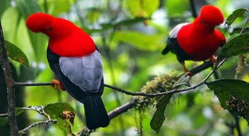 two red birds perched on a tree branch at La Posada de Mindo in Mindo