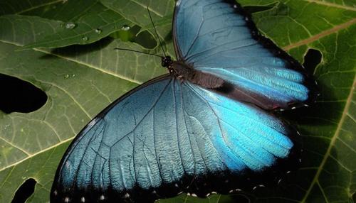 a blue butterfly sitting on a green leaf at La Posada de Mindo in Mindo