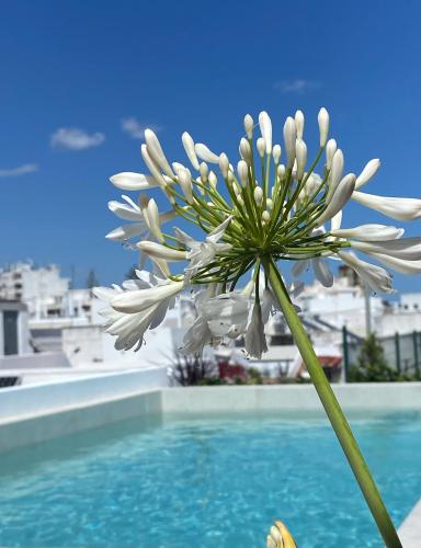 a white flower sitting next to a swimming pool at Casa Amor Olhão in Olhão