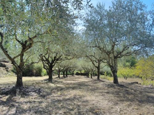 a row of olive trees in a field at La Magnanerie du Berguier in Laurac-en-Vivarais