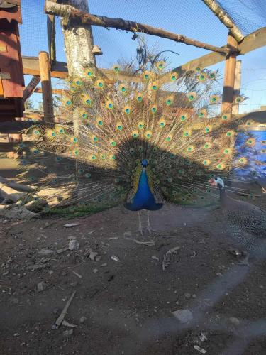a peacock with its tail open standing on the ground at Siedlisko Bogdanka in Leszczewek