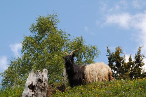 Animales en el apartamento o alrededores