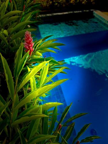 a plant with a red flower next to a pool at Mangabeiras - Casa de Hóspedes in Alto Paraíso de Goiás