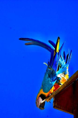 a colorful bird perched on a wooden post at Mangabeiras - Casa de Hóspedes in Alto Paraíso de Goiás