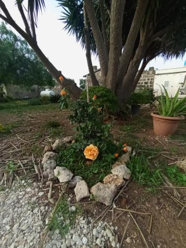 an orange flower in a pile of rocks next to a tree at Casolare Giardino Aiarella-Assunta in Merine
