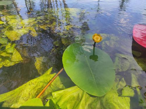a green leaf with a yellow flower in the water at Domki nad jeziorem in Przechlewo