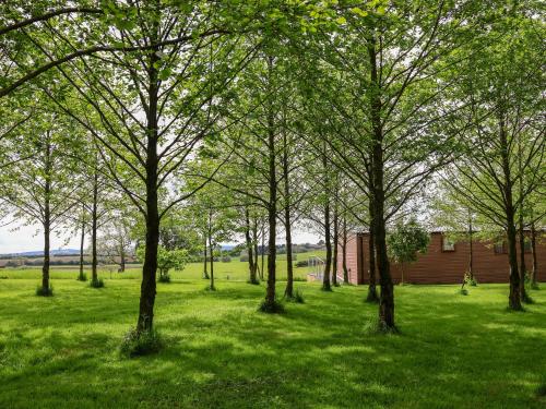 a group of trees in a field of green grass at Holmside in Market Drayton
