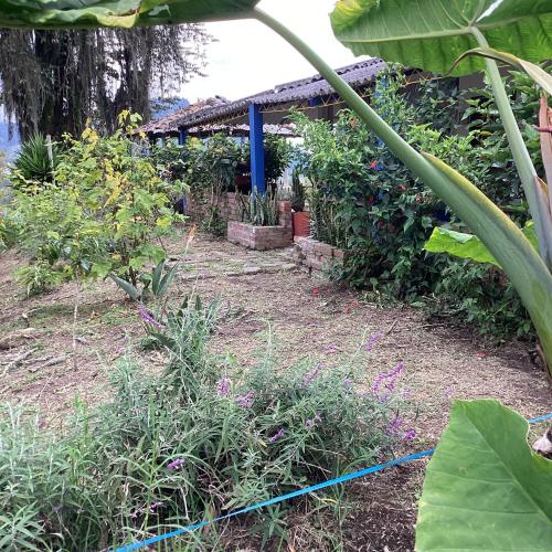 Zahrada ubytování Hostal Las Hamacas del Bosque