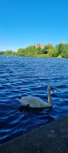a swan swimming in a large body of water at Stylish home in Linlithgow in Linlithgow