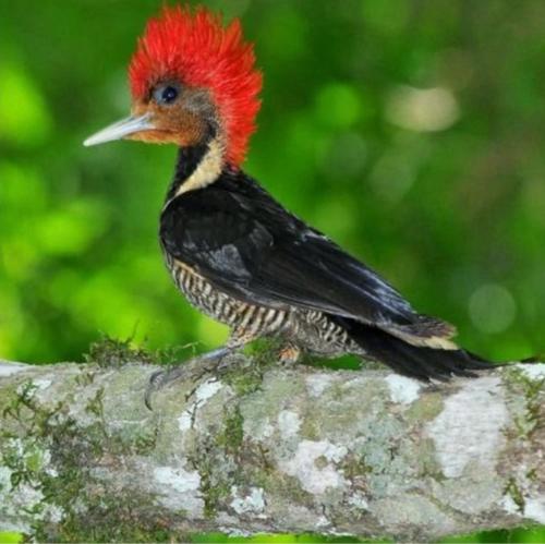a bird with a red crown sitting on a branch at Posadas rurales arabi in Pereira