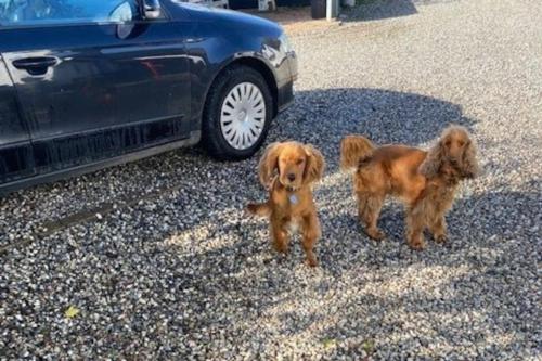 two brown dogs standing next to a car at Nedlagt Landbrug med 3 lejligheder in Vejle