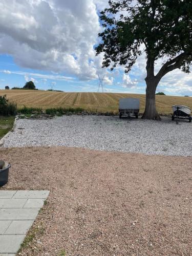 a tree and a picnic table next to a field at Nedlagt Landbrug med 3 lejligheder in Vejle