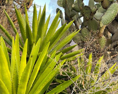 a green plant in front of a cactus at Casa Elim-Oaxaca in Teotitlán del Valle
