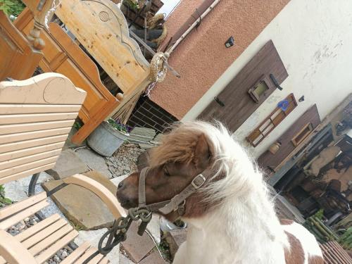 a brown and white dog tied to a bench at Hostel Apollo in Ząbkowice Śląskie