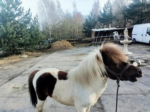 a brown and white pony standing in a driveway at Apartament Wilhelma II in Ząbkowice Śląskie