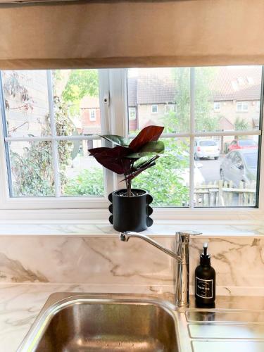 eine Pflanze in einem Topf auf einer Küchenspüle in der Unterkunft Beautiful apartment in Beckton with Private Entrance and Garden in London