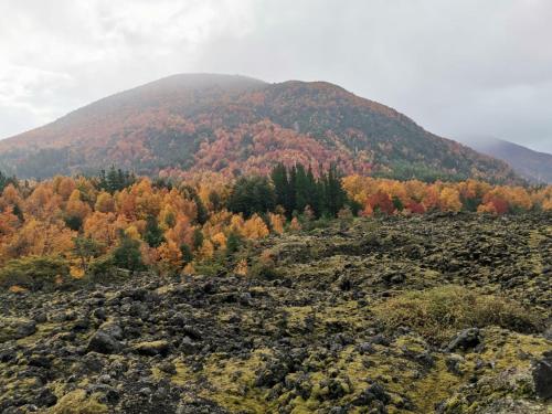 a mountain with a bunch of trees in the background at Cabaña Kiñeco in Melipeuco