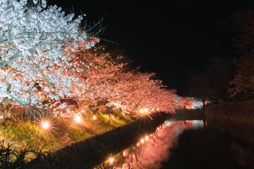 a row of trees decorated with christmas lights at night at Yumotoya in Matsumoto