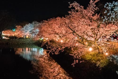 a tree lit up with lights next to a river at night at Yumotoya in Matsumoto