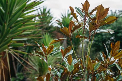 a close up of a plant with green leaves at Martyrs Lookout - Luxury Accommodation in Peterborough