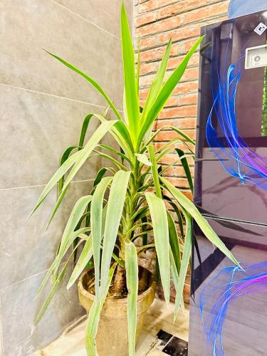 a plant in a pot sitting next to a wall at Blue Moon Residency 1 in Islamabad