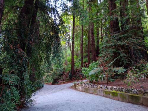 a road in the middle of a forest with trees at Lofted Studio Cabin in the Redwoods! in Notleys Landing