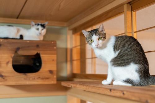two cats sitting on top of a wooden shelf at ねこ蔵の宿 飛騨 in Hida