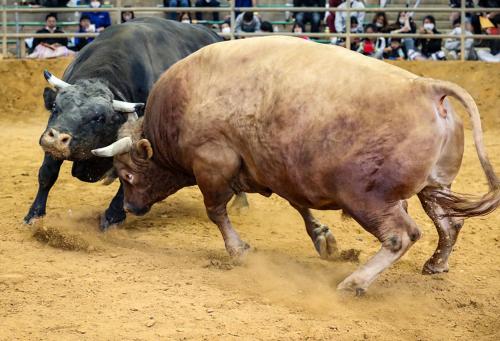 two bulls fighting in the dirt in a bullfight at KATSUREN Blue. in Uruma