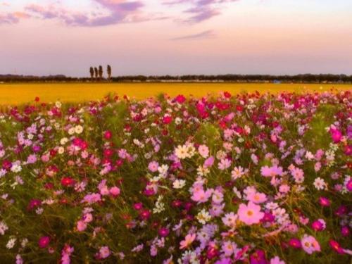 a field of flowers with people standing in the background at Vessel Inn Keisei Tsudanuma Station in Narashino