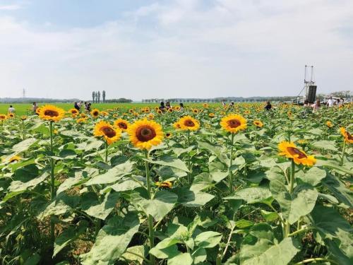 a large field of sunflowers in a field at Vessel Inn Keisei Tsudanuma Station in Narashino