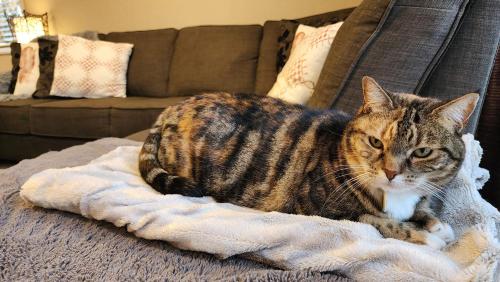 a cat sitting on a blanket on a couch at Huntington Honey in Hamilton