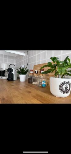 - un comptoir de cuisine avec deux plantes en pot dans l'établissement Le bateau ivre- historique, à Dinan