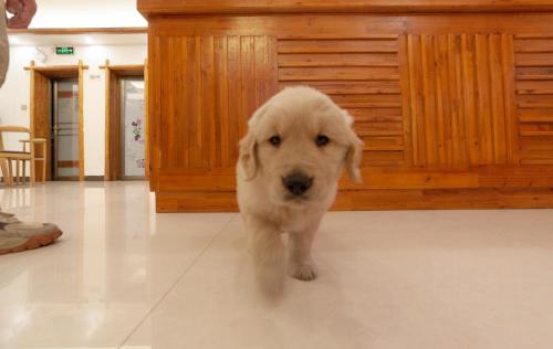 un cane marrone in piedi in un soggiorno di Easy House a Zhangjiajie