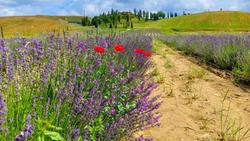 a field of purple and red flowers and a dirt road at Tenuta d'Arbia, Siena in Monteroni dʼArbia