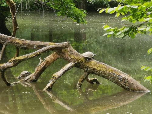 two birds sitting on a tree branch in the water at Im Herzen des Kraichgaus 2 in Östringen