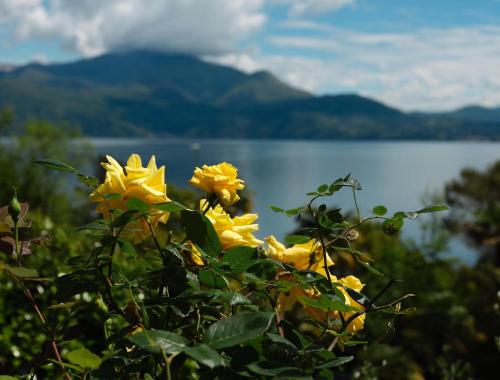 a group of yellow flowers with a view of a lake at Hotel Sole in Cannero Riviera