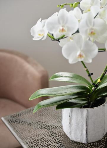 a vase filled with white flowers on a table at Hotel Sole in Cannero Riviera