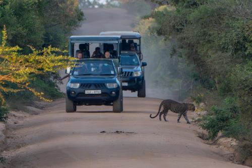 a leopard crossing a road in front of a bus at La Maison Yala in Tissamaharama