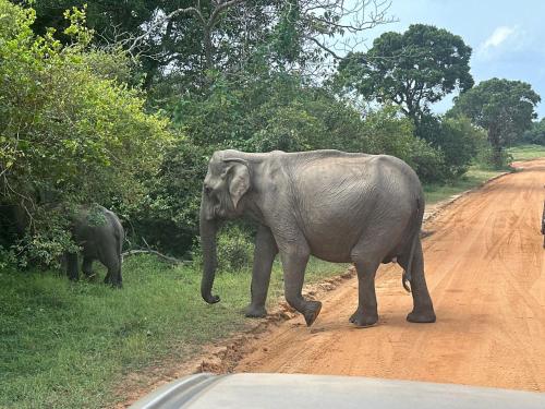 an elephant crossing a dirt road next to a baby elephant at La Maison Yala in Tissamaharama
